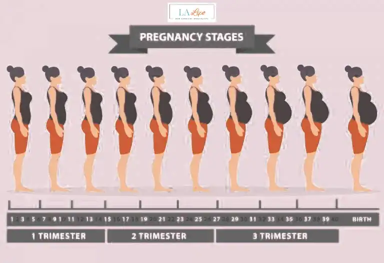 First Trimester (Weeks 1–12): Early Changes You Might Not Notice Leighton Buzzard
